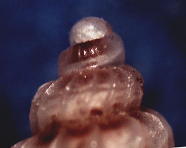 Confronto tra due nicchi di Mangelia